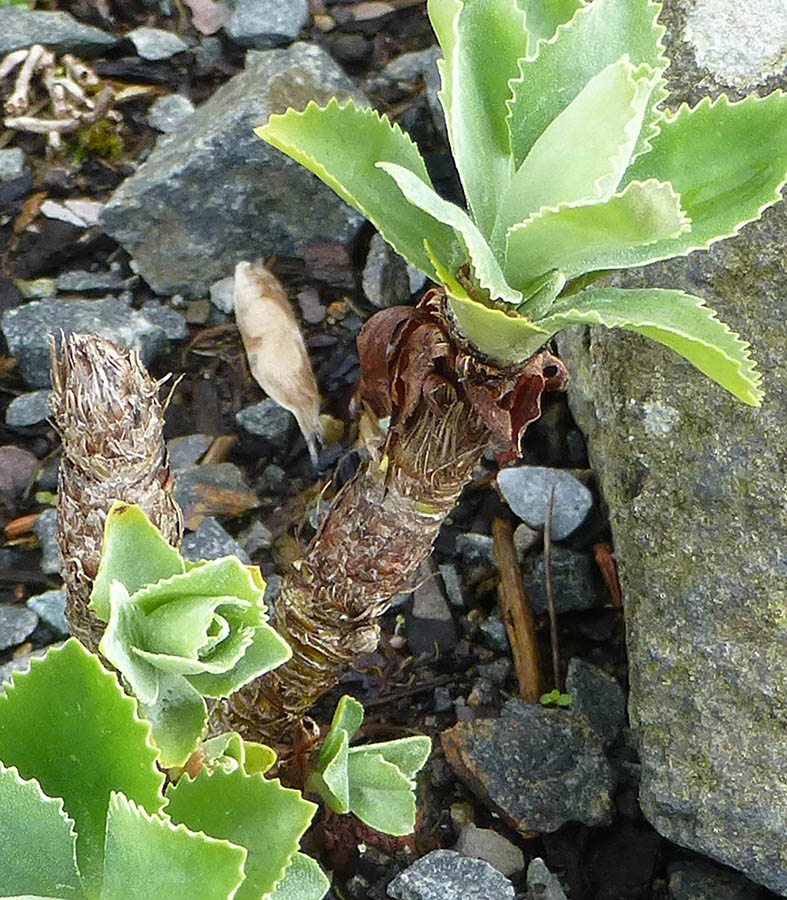 Primula marginata photo